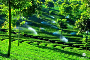 Đồi trà Phước Lạc