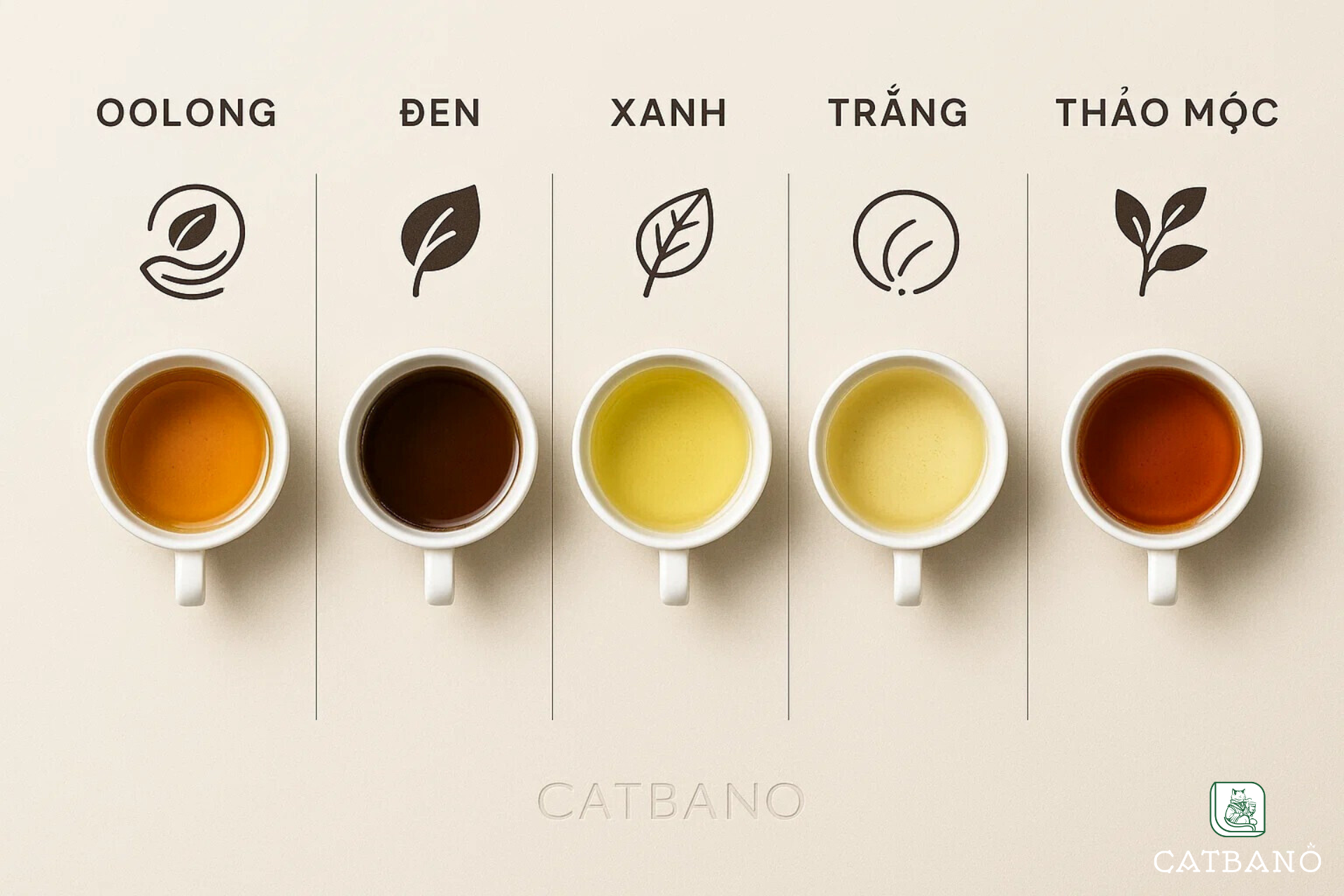 Infographic so sánh quy trình sản xuất và màu sắc nước trà (Oolong – Đen – Xanh – Trắng – Thảo mộc)